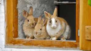 Колко диви и декоративни зайци живеят у дома